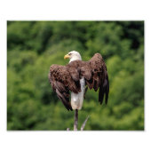 10x8 Bald Eagle op een filiaal Foto Afdruk (Voorkant)