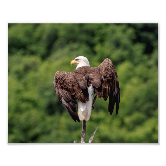10x8 Bald Eagle op een filiaal Foto Afdruk (Voorkant)