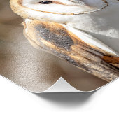 10x8 Barn Owl Foto Afdruk (Hoek)