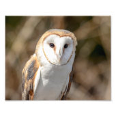 10x8 Barn Owl Foto Afdruk (Voorkant)