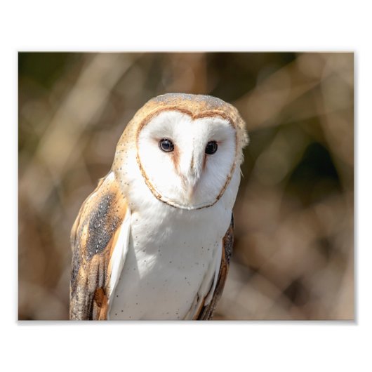 10x8 Barn Owl Foto Afdruk (Voorkant)