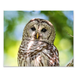 10x8 Barred Owl Foto Afdruk