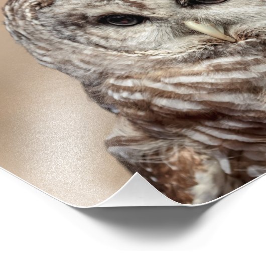 10x8 Barred Owl Foto Afdruk (Hoek)