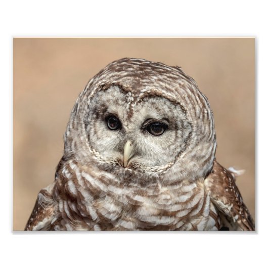 10x8 Barred Owl Foto Afdruk (Voorkant)