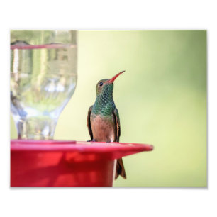 10x8 Buff-bellied hummingbird in Texas Foto Afdruk