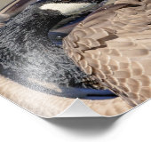 10x8 Canada Goose Foto Afdruk (Hoek)