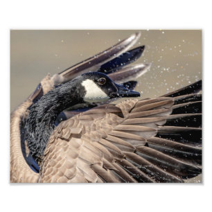 10x8 Canada Goose Foto Afdruk