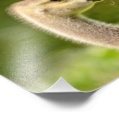 10x8 Canadese gans (Gosling) Foto Afdruk (Hoek)