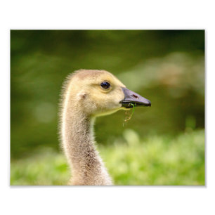 10x8 Canadese gans (Gosling) Foto Afdruk