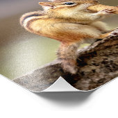 10x8 Chipmunk die een pinda eet Foto Afdruk (Hoek)