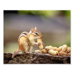 10x8 Chipmunk die een pinda eet Foto Afdruk