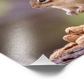 10x8-chipmunk met pinda's foto afdruk (Hoek)