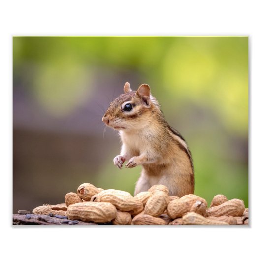 10x8-chipmunk met pinda's foto afdruk (Voorkant)