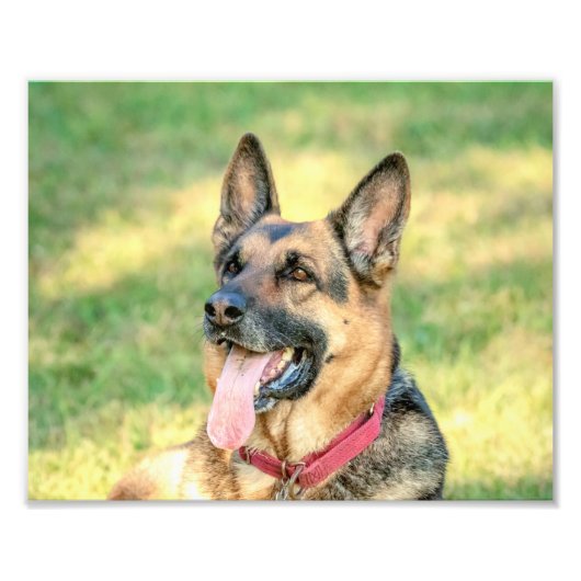 10x8 Duitse Shepard Foto Afdruk (Voorkant)
