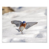 10x8 Eastern Bluebird dansend in de sneeuw Foto Afdruk (Voorkant)