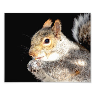 10x8 Eekhoorn die een moer eet Foto Afdruk