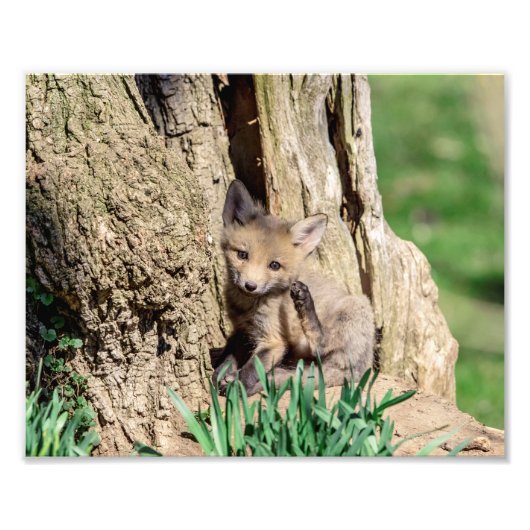 10x8 Fox Kit in de Hudson-vallei Foto Afdruk (Voorkant)