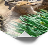 10x8 Fox Kits in de Hudson-vallei Foto Afdruk (Hoek)