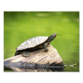 10x8 gekleurde schildpad op een log foto afdruk (Voorkant)