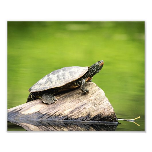 10x8 gekleurde schildpad op een log foto afdruk (Voorkant)