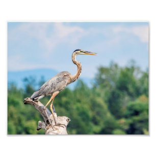 10x8 Great Blue Heron Foto Afdruk