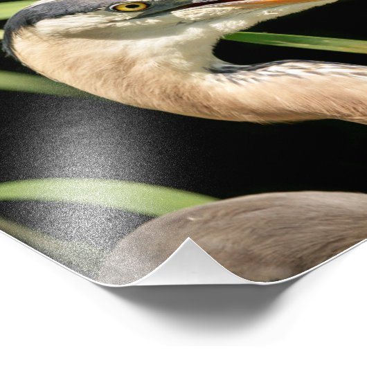 10x8 Great Blue Heron Foto Afdruk (Hoek)