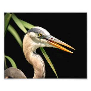 10x8 Great Blue Heron Foto Afdruk