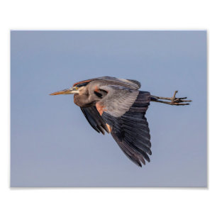 10x8 Great Blue Heron tijdens de vlucht Foto Afdruk