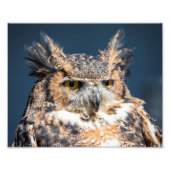 10x8 Great Horned Owl Portret Foto Afdruk (Voorkant)