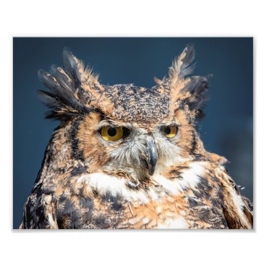 10x8 Great Horned Owl Portret Foto Afdruk (Voorkant)