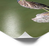 10x8 Green Heron op een log Foto Afdruk (Hoek)