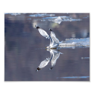 10x8 Gull Reflecties Foto Afdruk