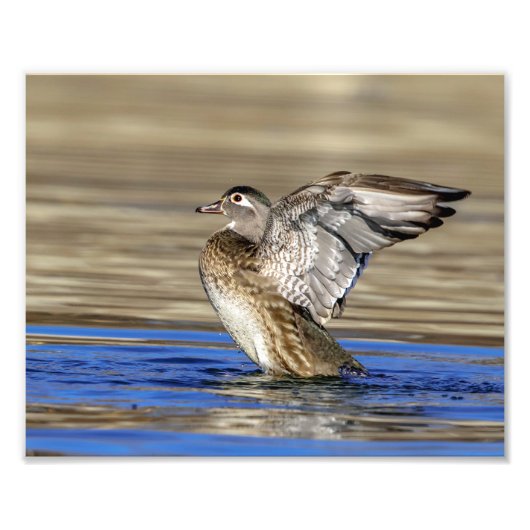 10x8 Hout Duck flapt haar vleugels Foto Afdruk (Voorkant)