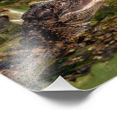 10x8 jonge alligator foto afdruk (Hoek)