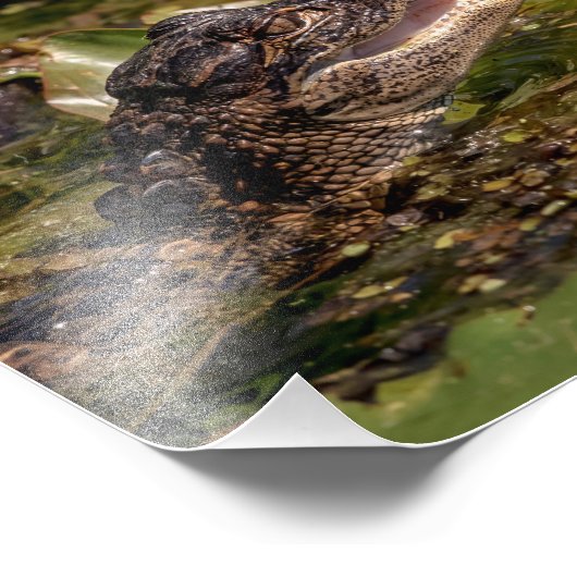 10x8 jonge alligator foto afdruk (Hoek)