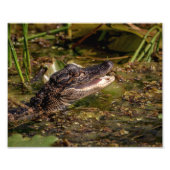 10x8 jonge alligator foto afdruk (Voorkant)