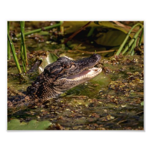10x8 jonge alligator foto afdruk (Voorkant)