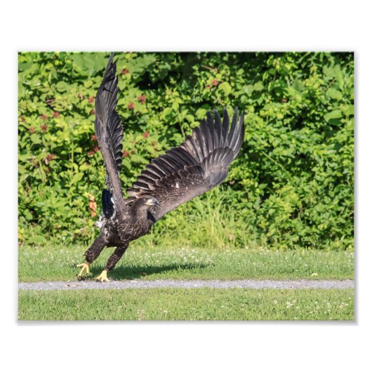 10x8 juveniele Bald Eagle Foto Afdruk (Voorkant)