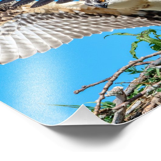 10x8 Juvenile Osprey in het nest Foto Afdruk (Hoek)