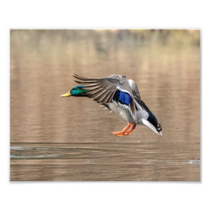 10x8 Mallard Duck in vlucht Foto Afdruk