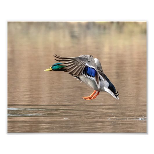 10x8 Mallard Duck in vlucht Foto Afdruk (Voorkant)