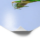 10x8 monniksparkiet in de Rio Grande-vallei Foto Afdruk (Hoek)