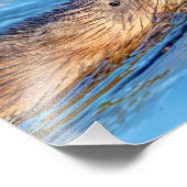 10x8 Muskrat op Vassar Boerderijen Ecological Pres Foto Afdruk (Hoek)