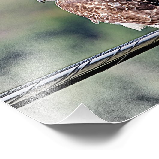 10x8 onvolgroeide Red Tailed Hawk Foto Afdruk (Hoek)