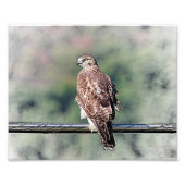 10x8 onvolgroeide Red Tailed Hawk Foto Afdruk (Voorkant)