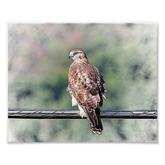10x8 onvolgroeide Red Tailed Hawk Foto Afdruk (Voorkant)