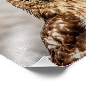 10x8 onvolgroeide Rode-Gevlekte Hawk op de grond Foto Afdruk (Hoek)