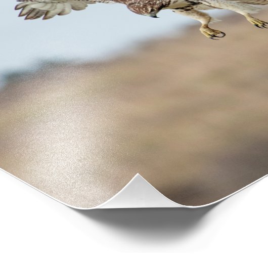 10x8 onvolgroeide Rode Hawk Hovering Foto Afdruk (Hoek)