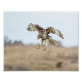 10x8 onvolgroeide Rode Hawk Hovering Foto Afdruk (Voorkant)