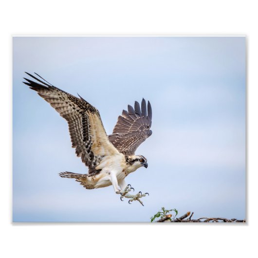 10x8 Osprey landing in het nest Foto Afdruk (Voorkant)